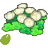 Mountain-flower seeds